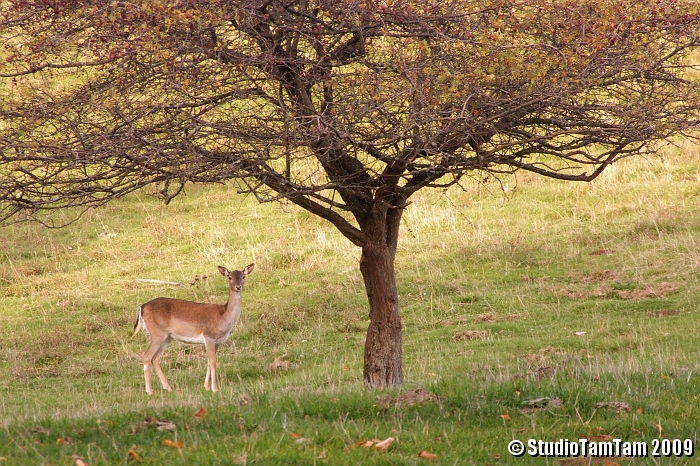 Daino sotto l'albero.jpg